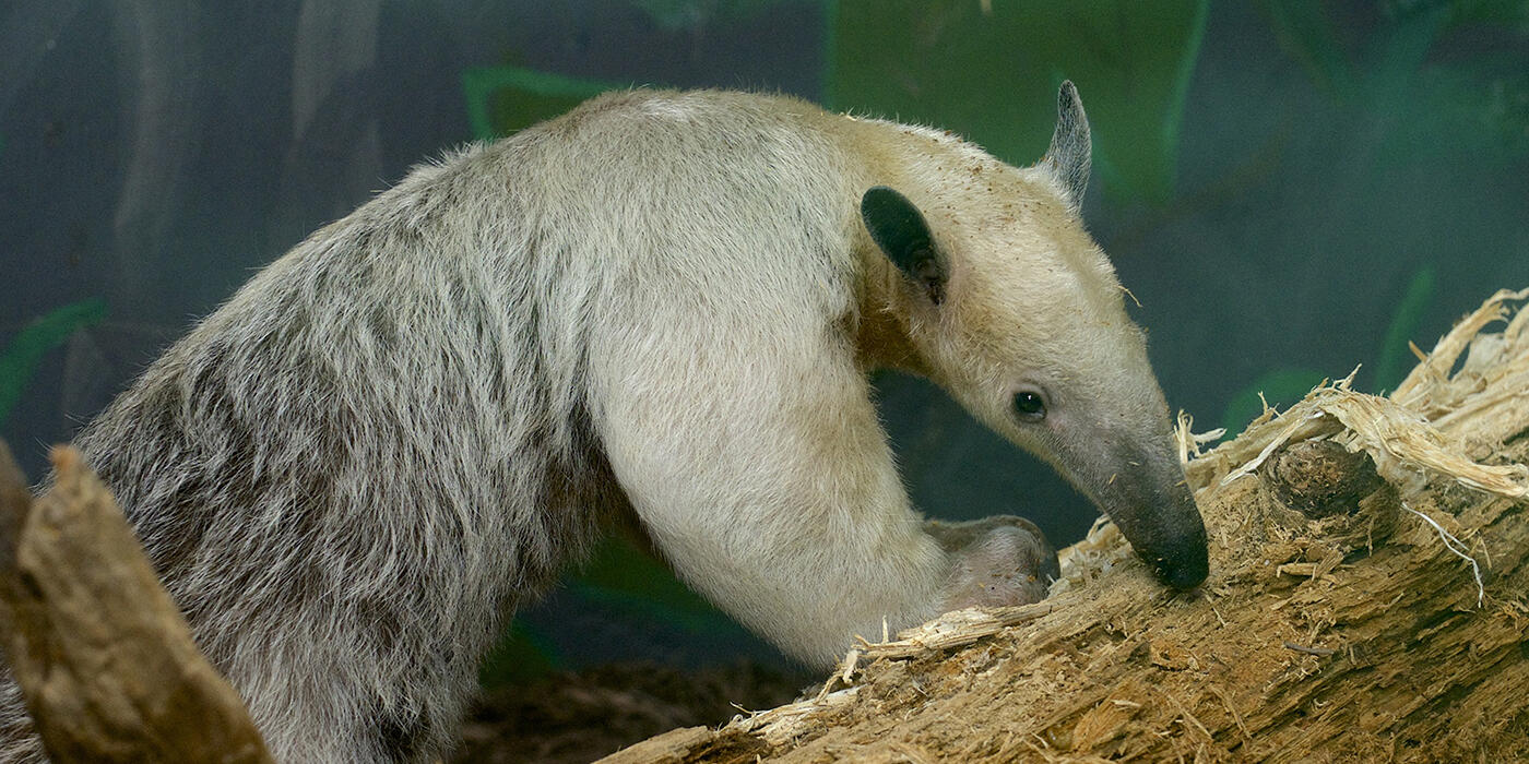 Pale-furred animal with a long snout