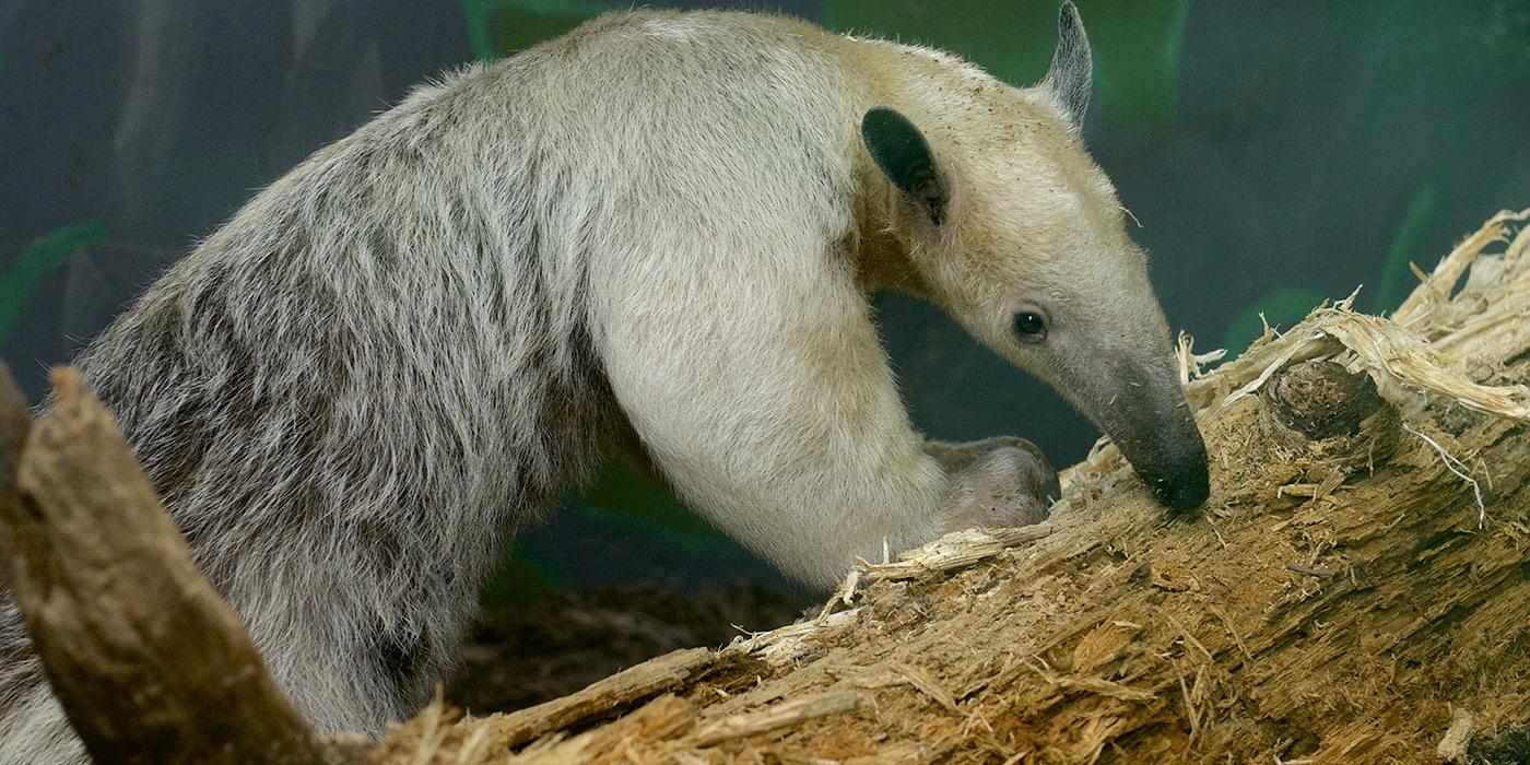 Pale-furred animal with a long snout