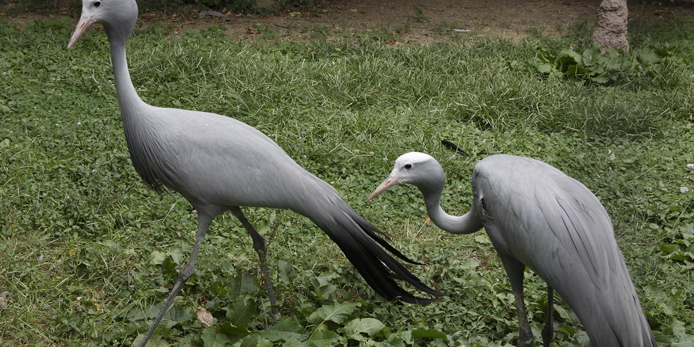 Pair of long-necked, long-legged gray birds strolling through short grass