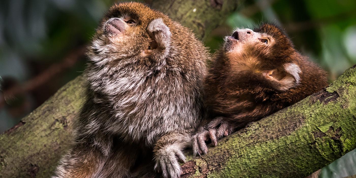 Two Titi Monkeys sitting in a tree looking upwards