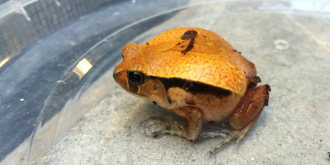 A tomato frog