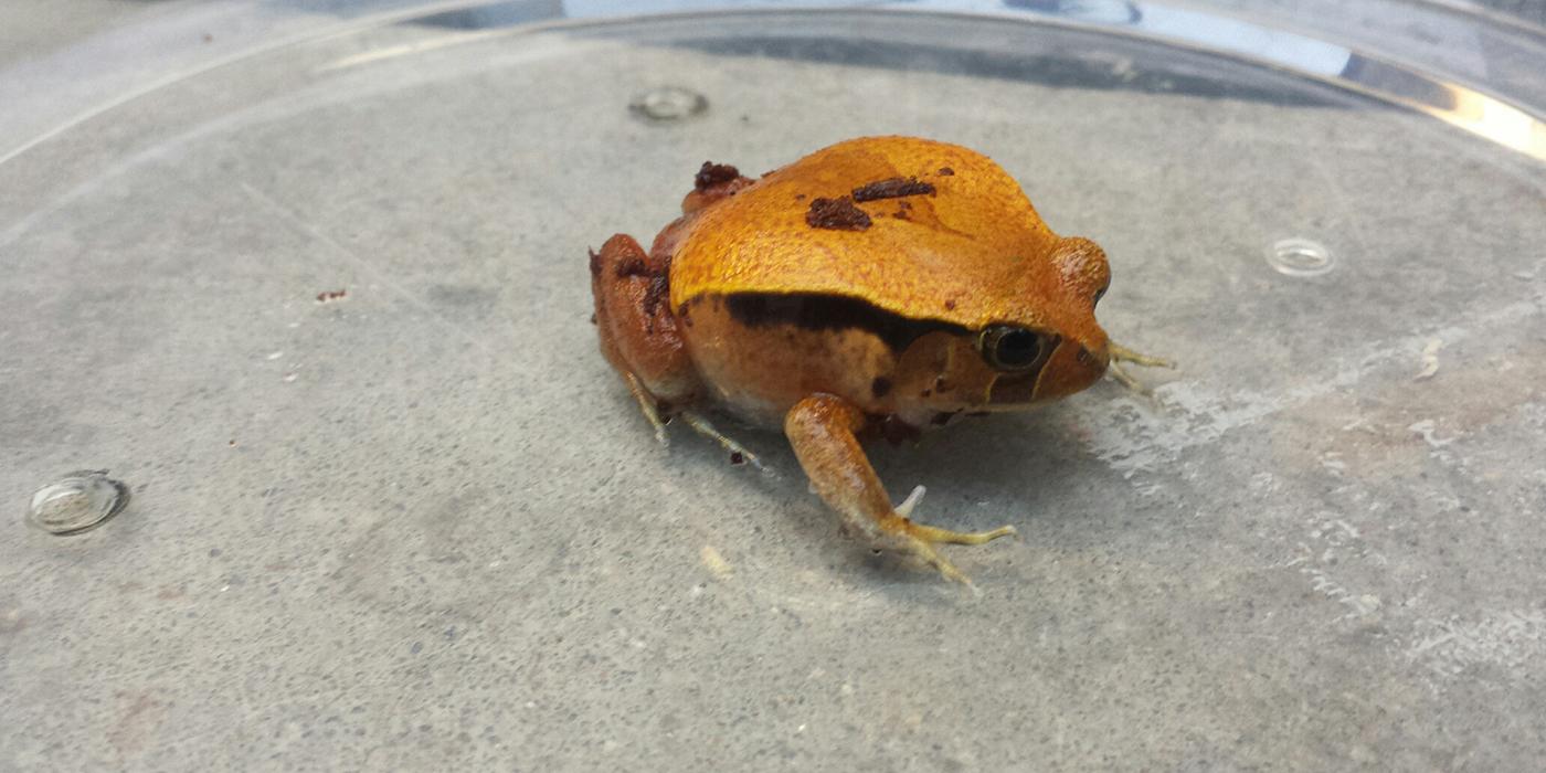 A tomato frog