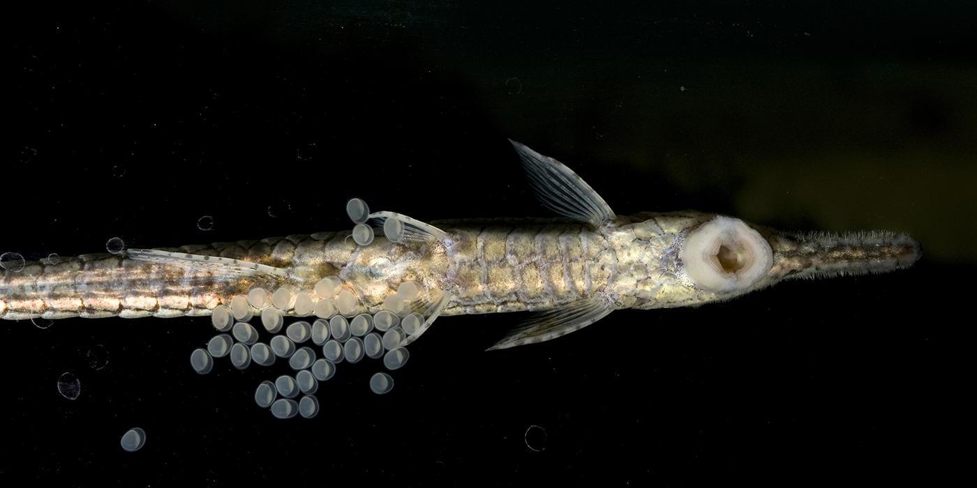 ghostly catfish with eggs stuck to glass