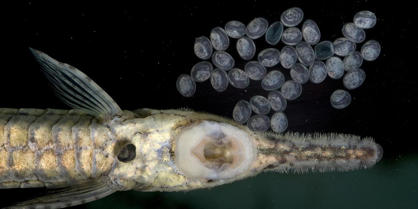 closeup of catfish head with eggs nearby