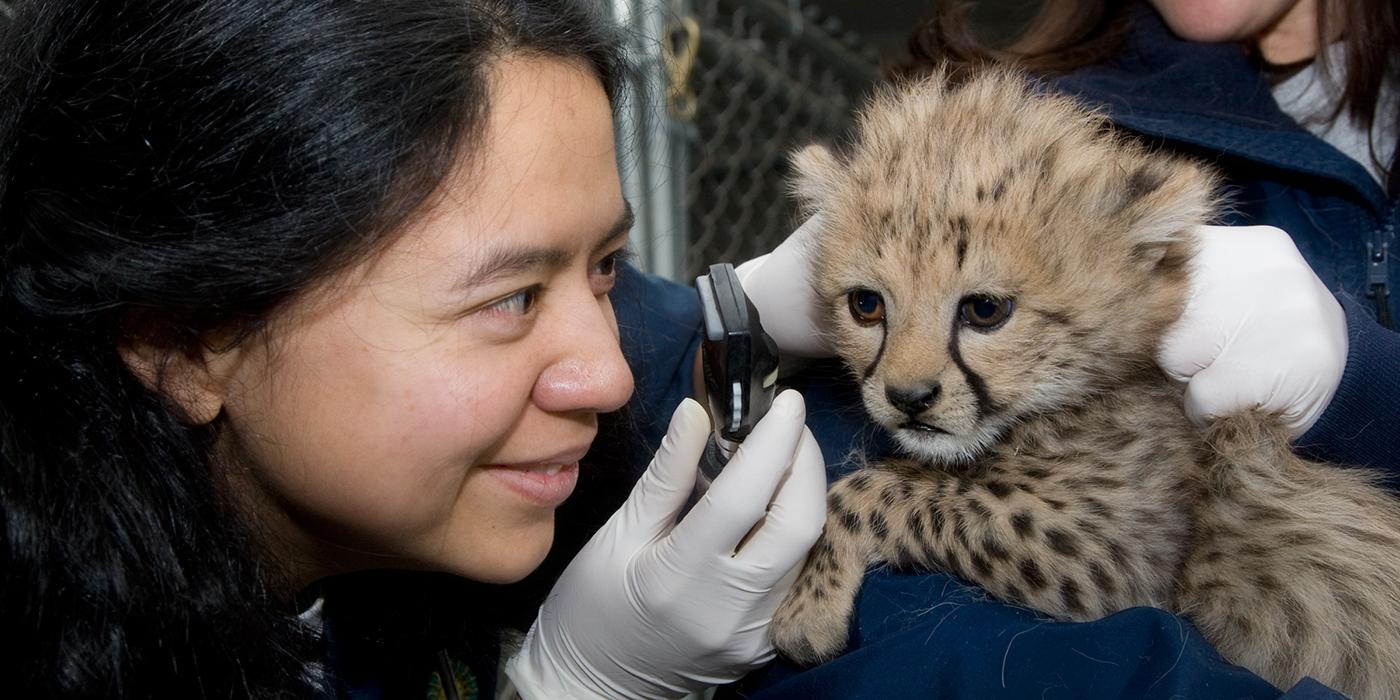 veterinarian examining the eyes of a cheetah cub