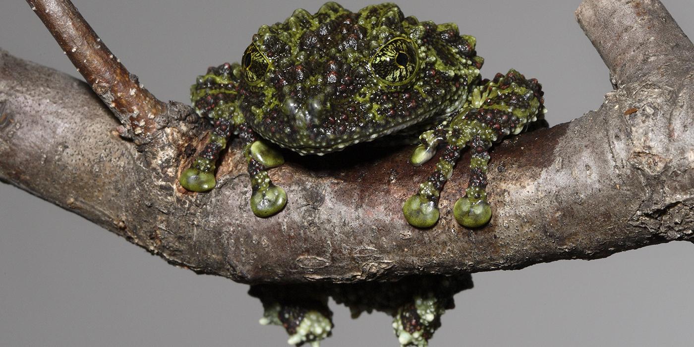 Vietnamese mossy frog  Smithsonian's National Zoo and