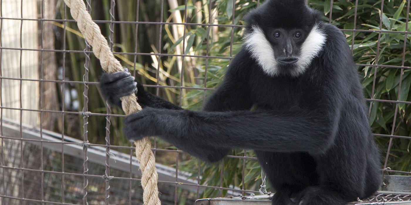 Black, long-armed ape with white cheek patches holding a rope in its long arms