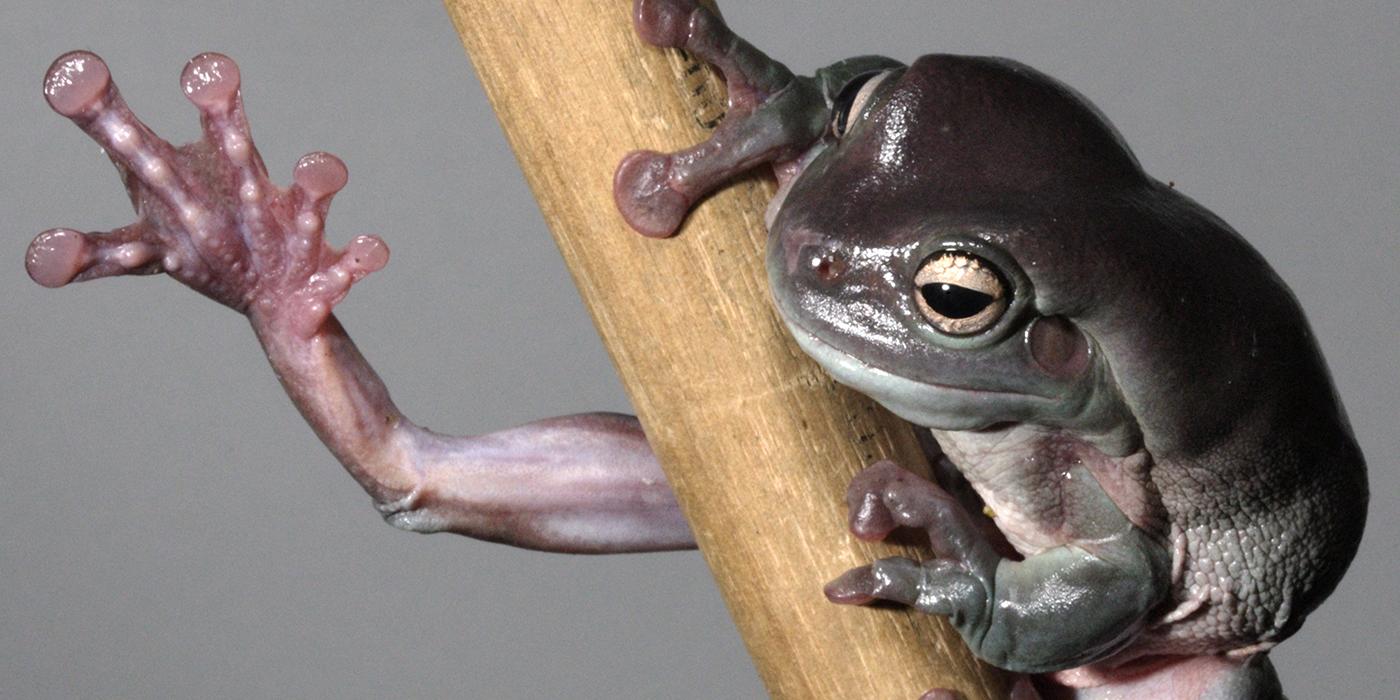Frog on a branch with its leg outstretched. You can see the suction pads at the tips of the feet.
