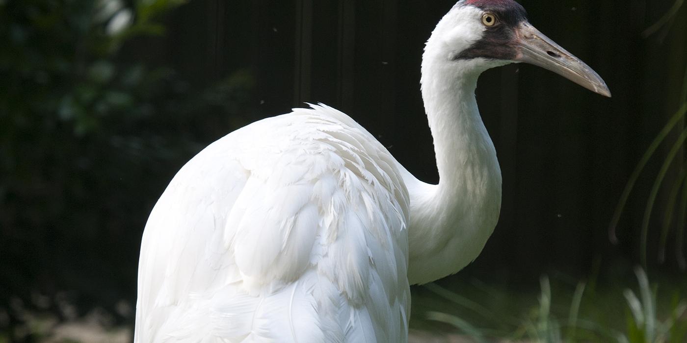 Very large pure white bird with reddish crown and black moustached and long pointed bill