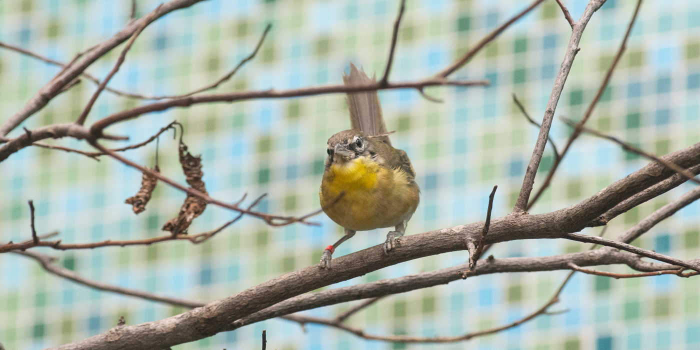 A yellow-breasted chat, a small songbird with grey upper parts and a yellow belly, perches on a tree branch in the Coffee Farm aviary of the Bird House.