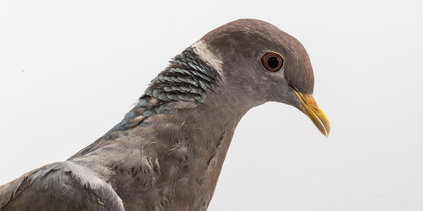 Close-up of a band-tailed pigeon's head. It has a gray head, a yellow beak, and black pupils with red irises.