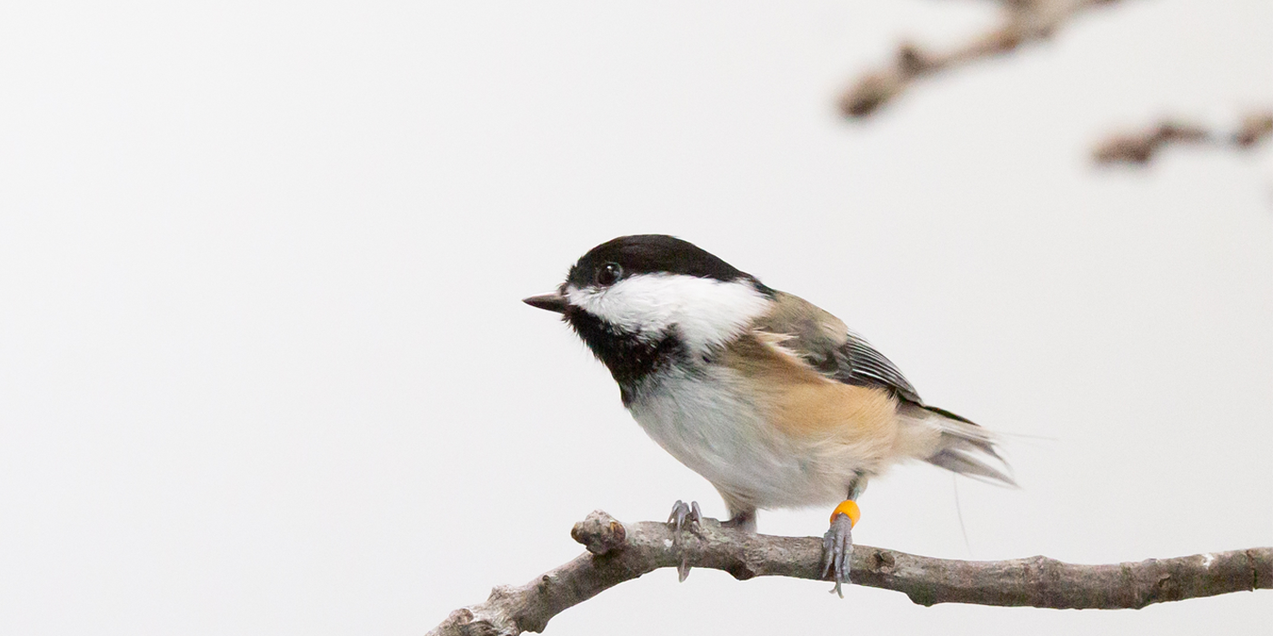 Side profile of a black-capped chickadee perched on a branch.