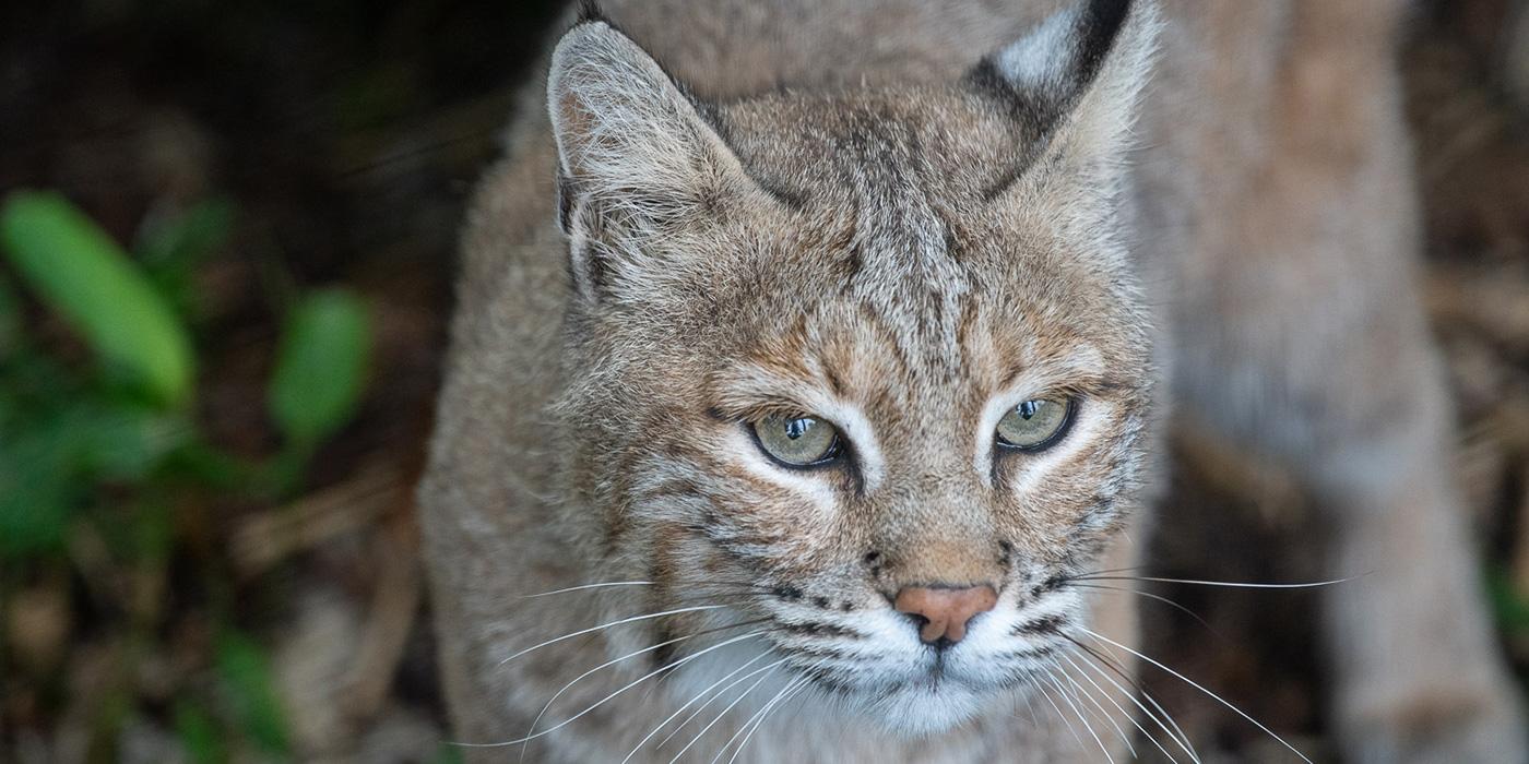 A bobcat with long whiskers, facial ruffs and tufted ears stands in an outdoor habitat