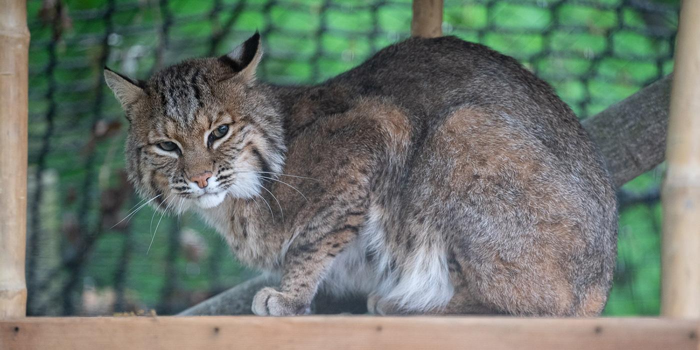 A bobcat sitting on a wooden platform with its head tilted to the side