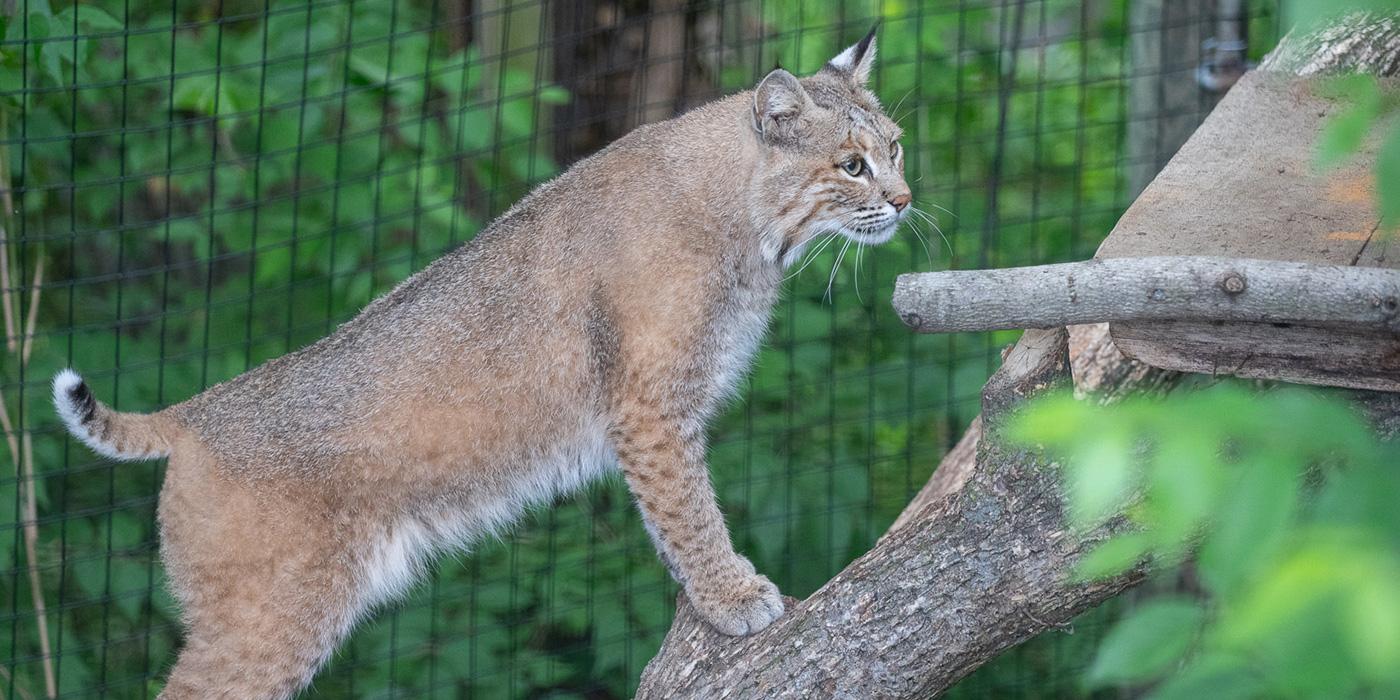 A bobcat with short legs, long whiskers, ear tufts and a bobbed tail steps up onto a log