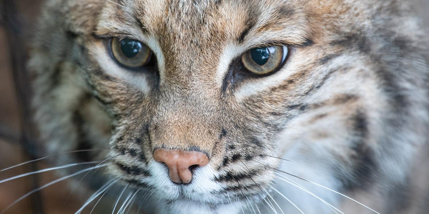A close-up of a bobcat's face. It has facial ruffs, long whiskers, and marks of stripes and spots on its fur