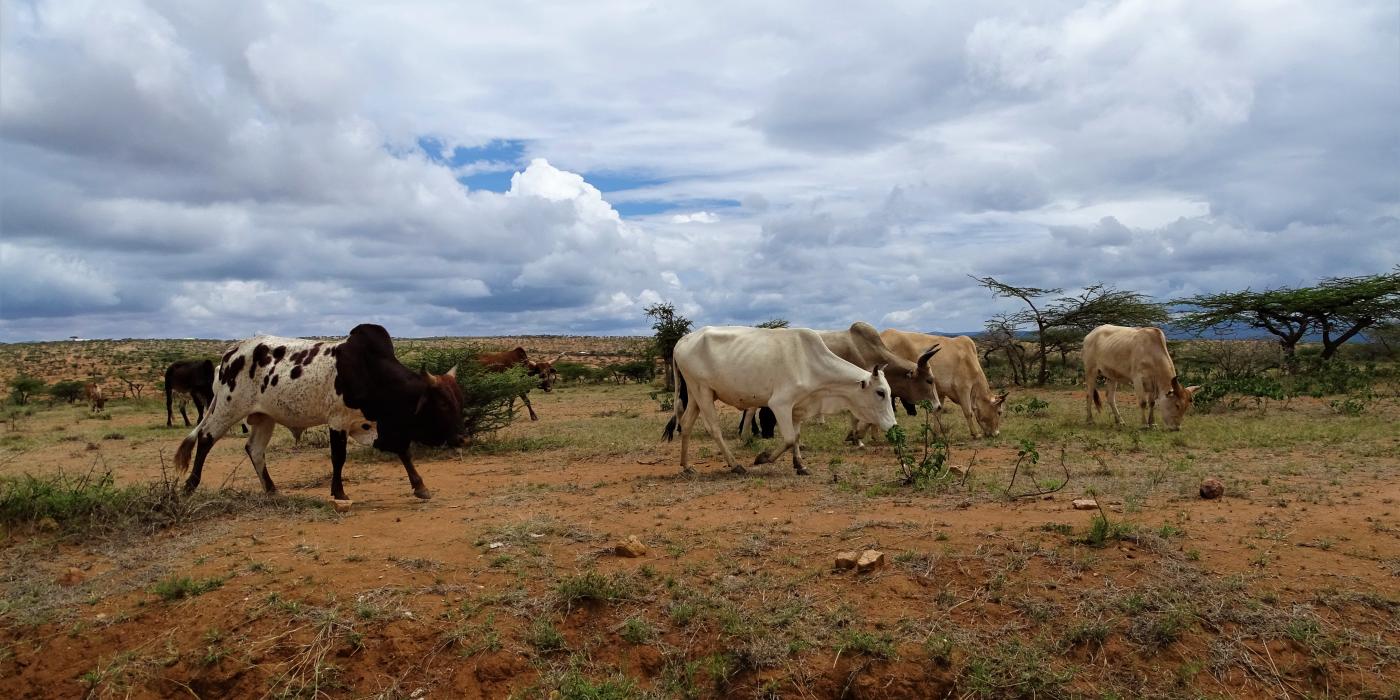A small herd of cattle grazes in a dry landscape of dirt and grasses under a blue sky with large white clouds. Small trees and more cattle can be seen in the background.