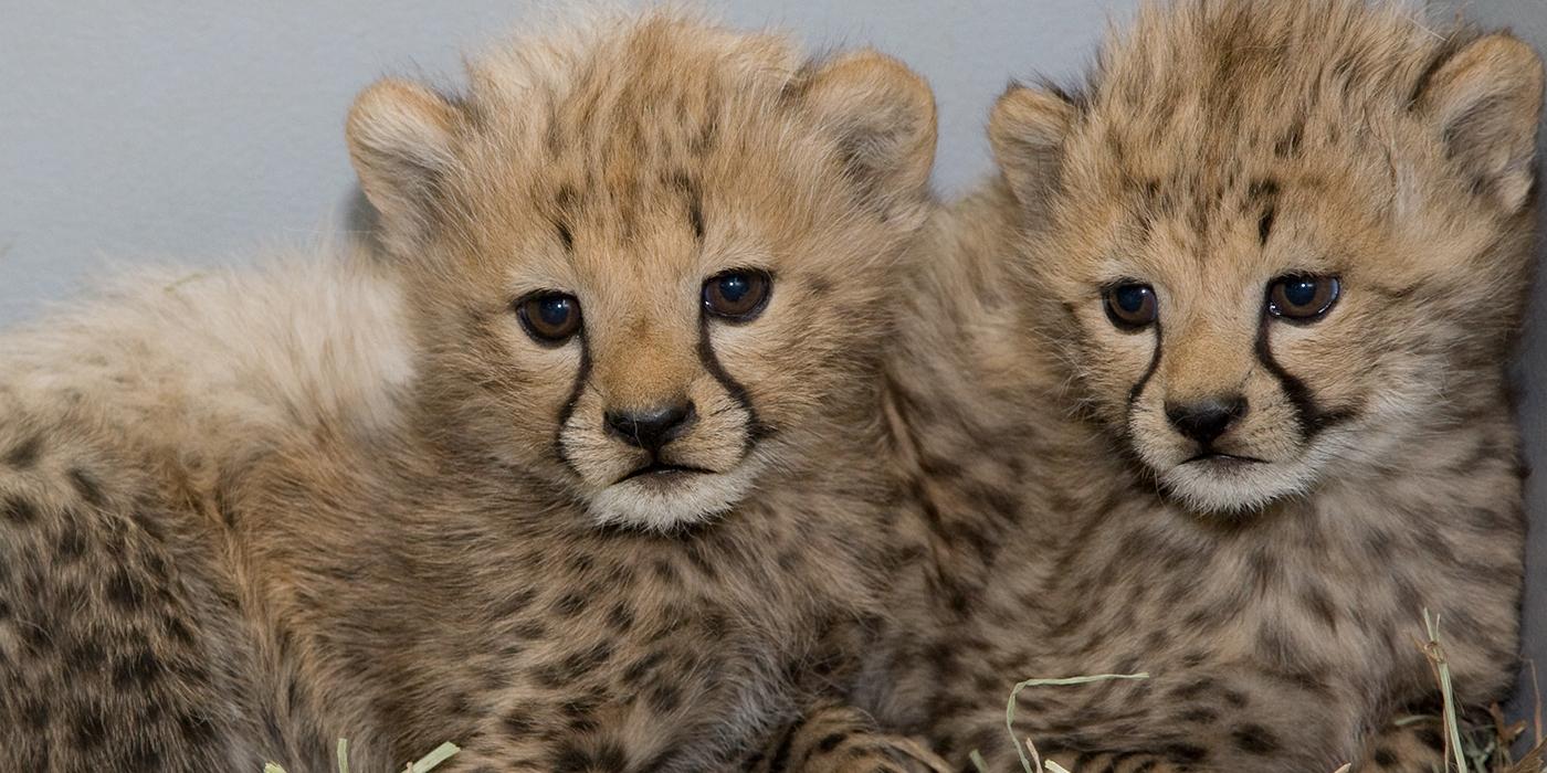 two cheetah cubs huddled next to each other