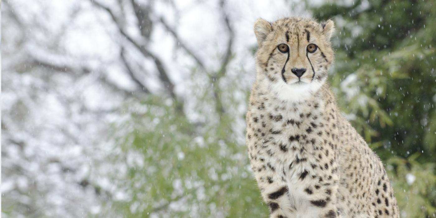 Enrichment can be as simple as the elements, like leaves falling in the autumn or snow in the winter. A cheetah standing with snow-covered trees in the background