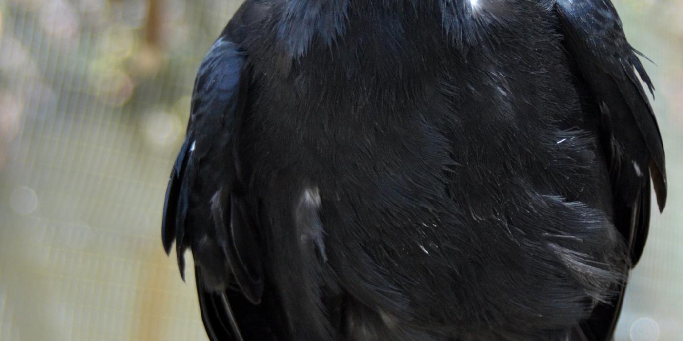 Clint, the only Mariana crow living outside of Rota in the Mariana Islands, at the Smithsonian Conservation Biology Institute in 2013. A Mariana crow, a bird with black feathers, perching on a branch.