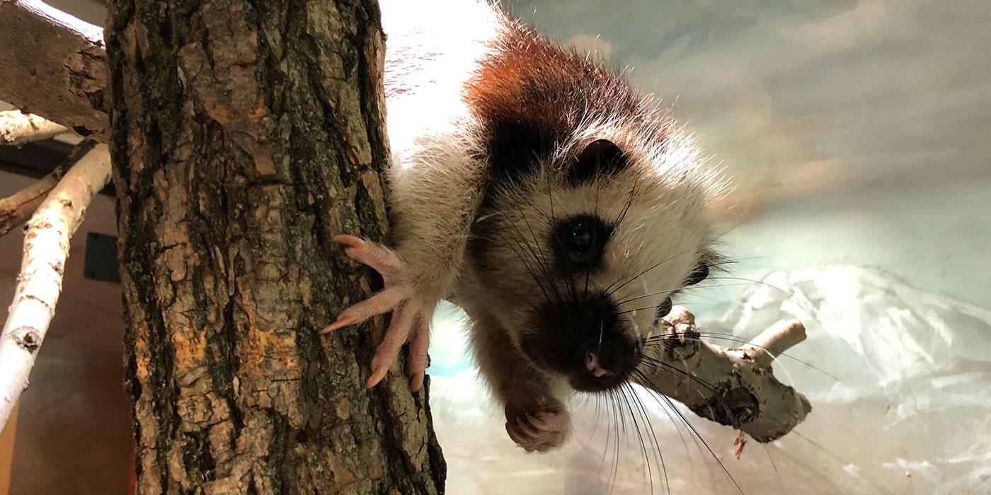 A cloud rat climbs over a branch. It has thick fur, long whiskers and long fingers with sharp claws