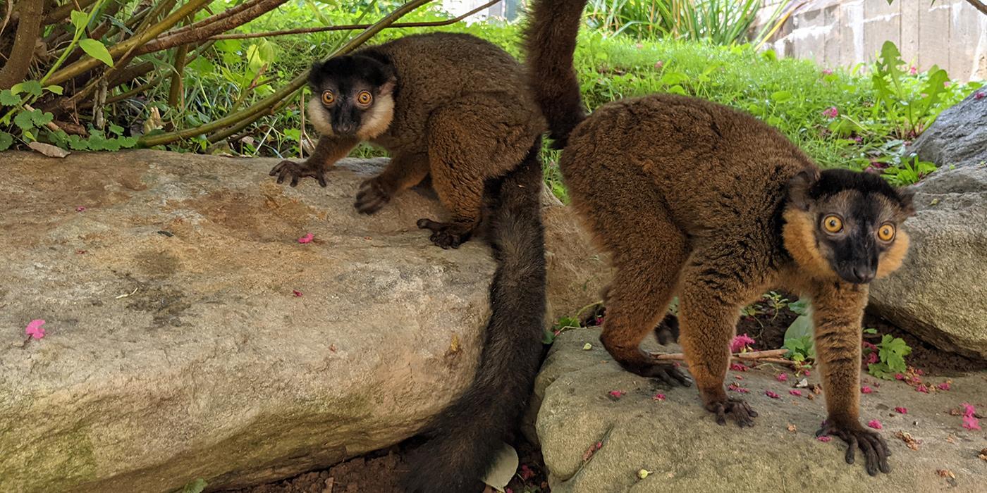 Two collared brown lemurs stand together on a large rocks with grass and a shrub in the background