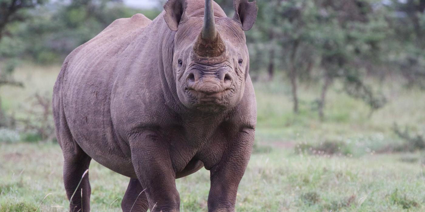 A black rhino with thick skin, large ears, a stocky body and a long horn protruding from the end of its snout