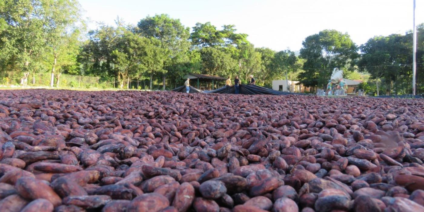 The ground covered in drying cocoa beans, with leafy trees visible in the background