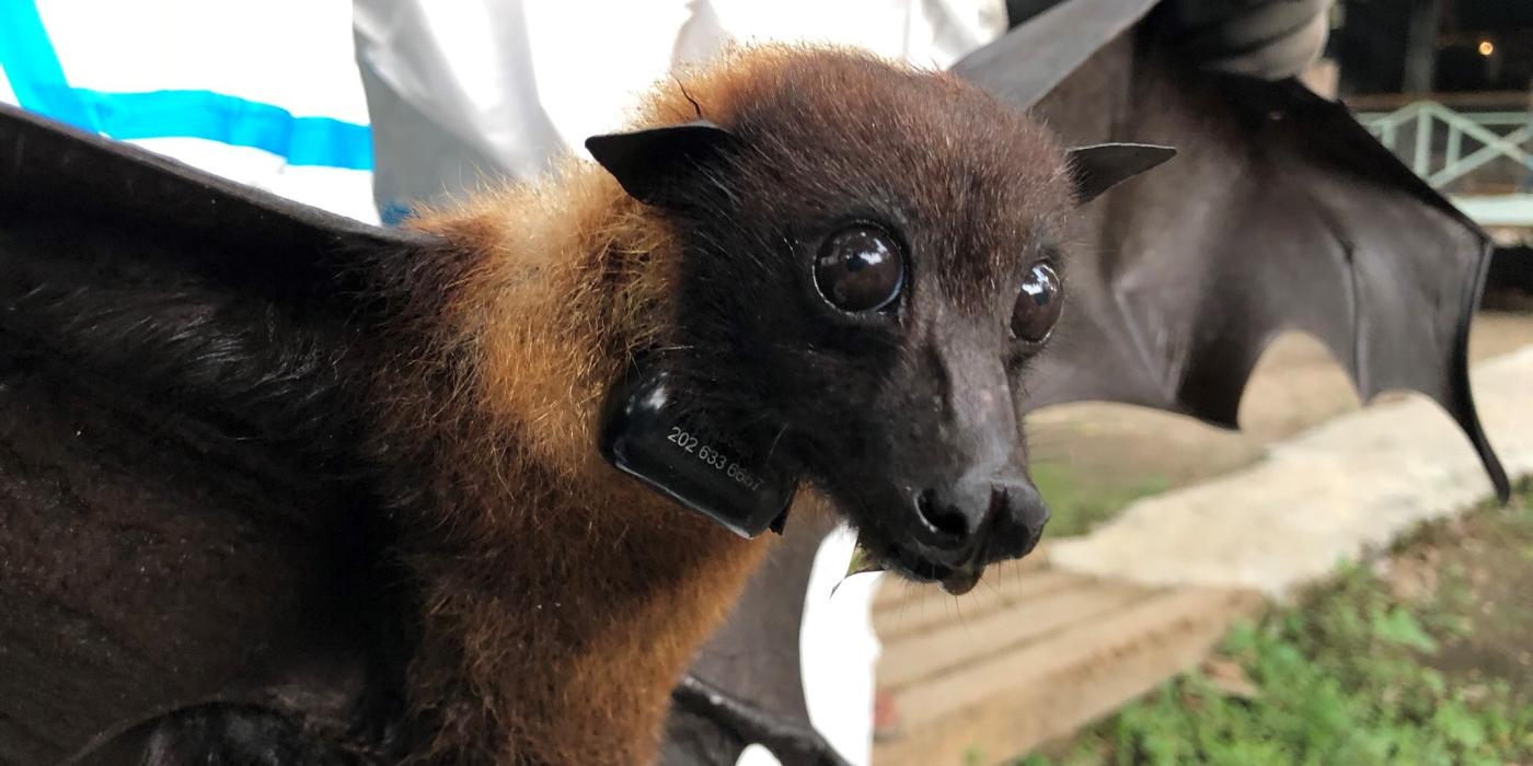 A wildlife veterinarian holds a large fruit bat wearing a satellite GPS trackin collar