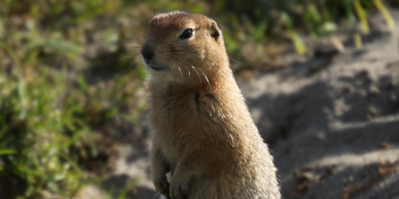 arctic ground squirrel