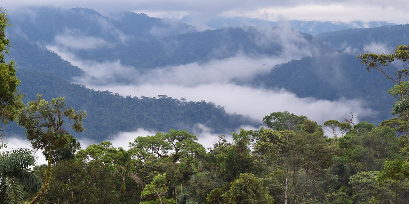 canopy of the rainforest with clouds above