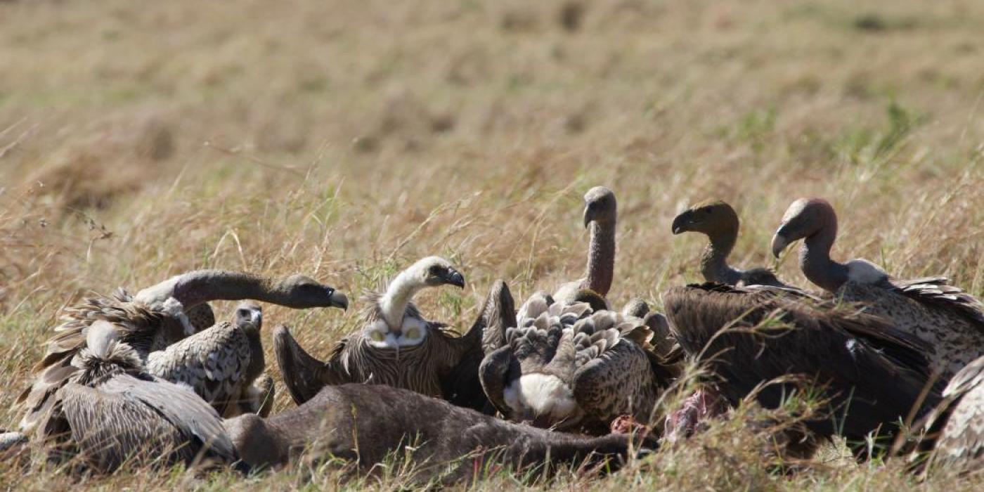 A group of vultures feeding on a carcass in the grass in Africa