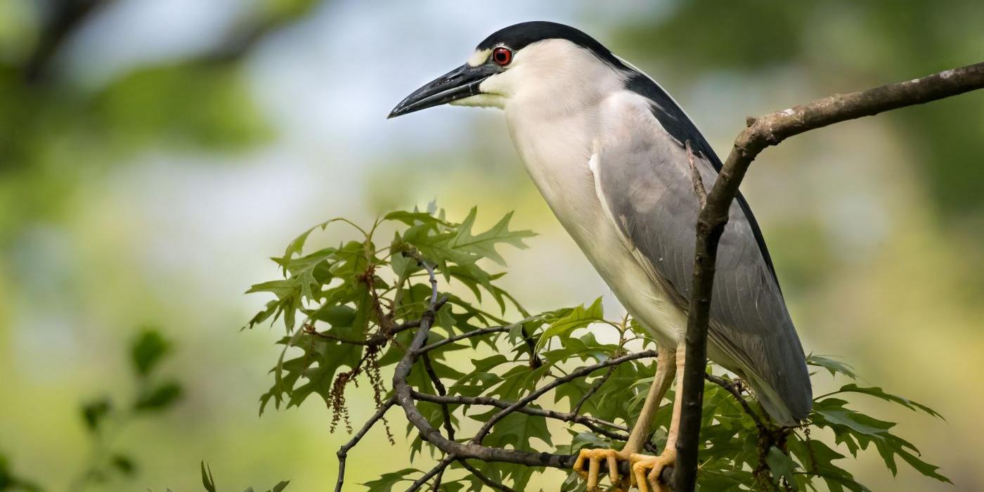 a black-crowned night heron perched on a branch