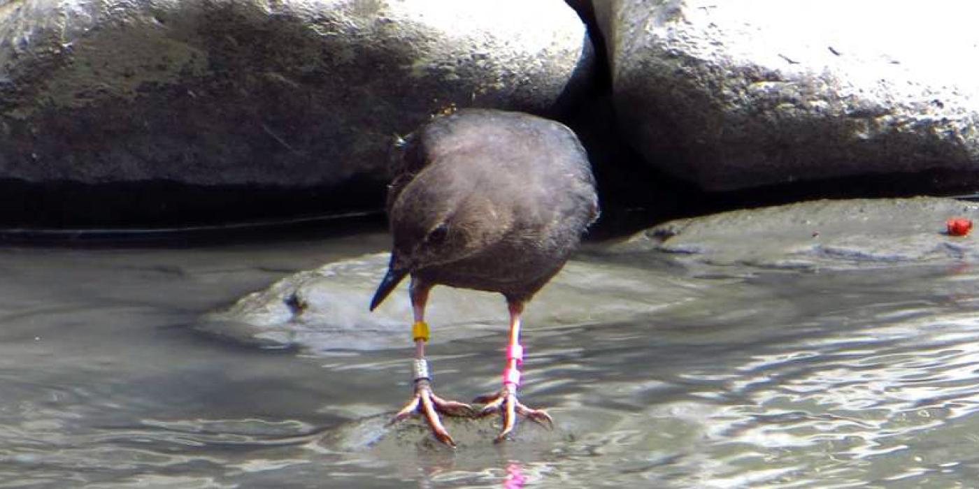 small bird standing on rock in stream