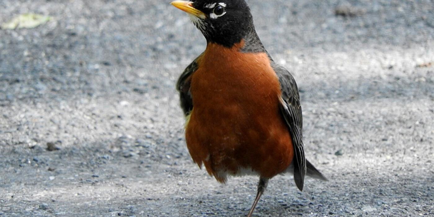 bird standing on road on one leg