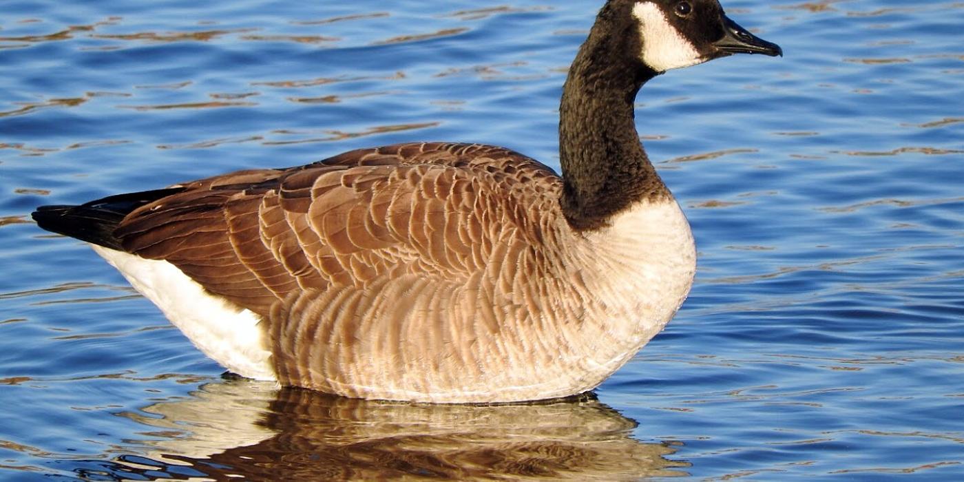 Good for the Goose Smithsonian s National Zoo and Conservation Biology Institute