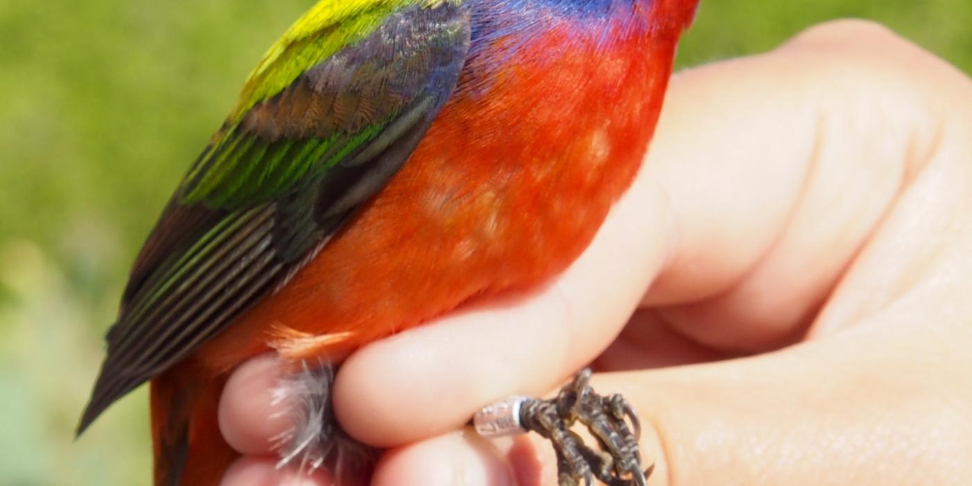 A painted bunting bird perched on someone's hand