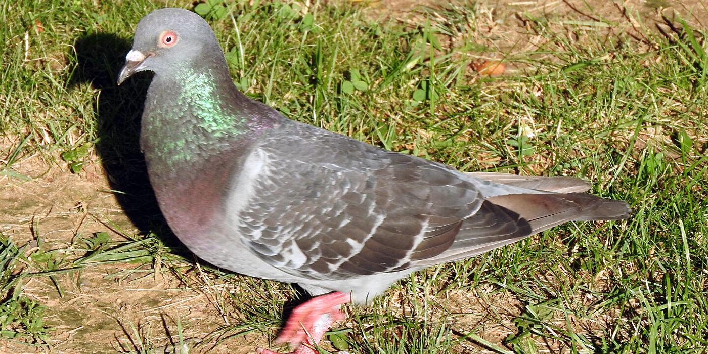 pigeon walking on ground