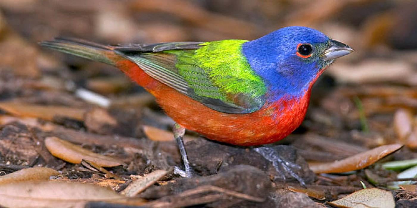 brightly-colored bird on the forest floor