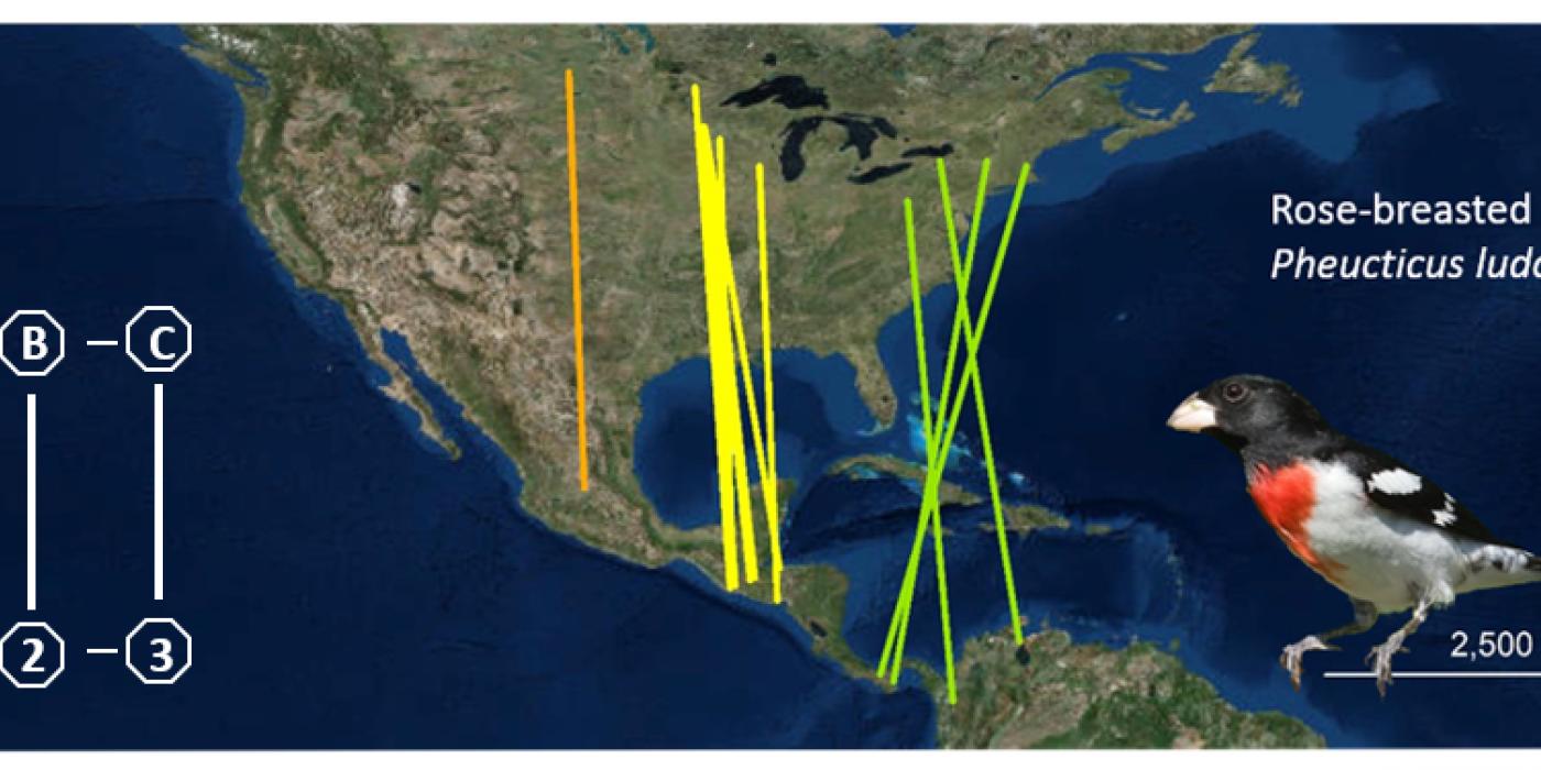 A map showing bird migration routes