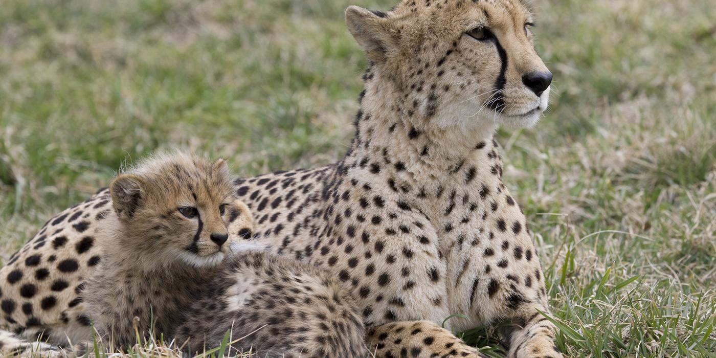 Cheetah and cub