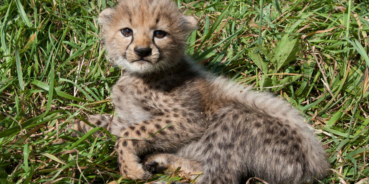 cheetah cub in lawn