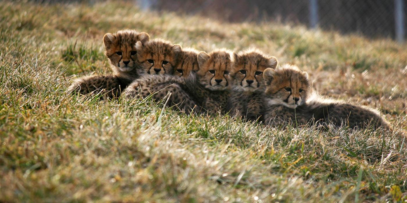 baby cheetah cubs