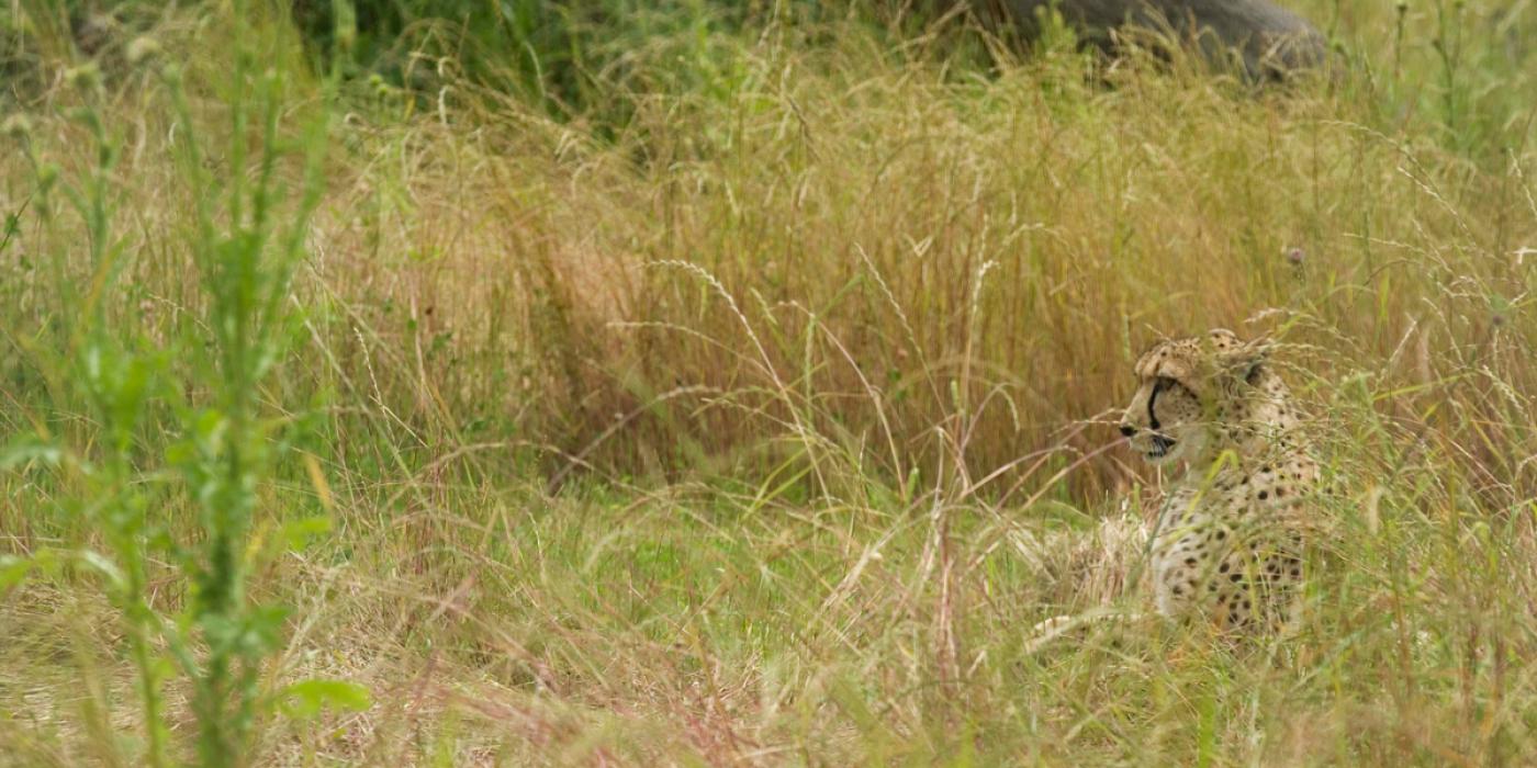 Cheetah in long grass