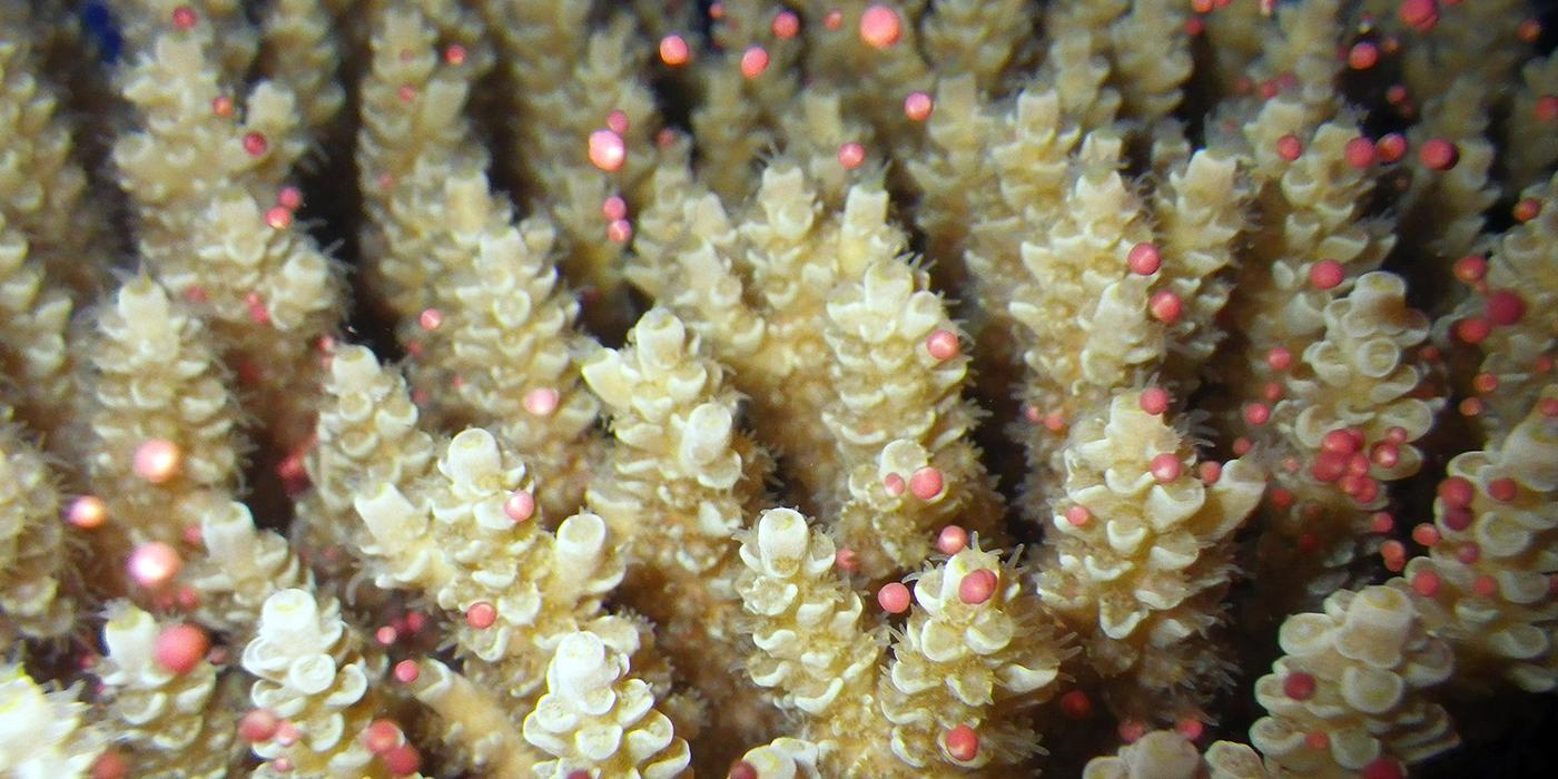 A tenuis spawning
