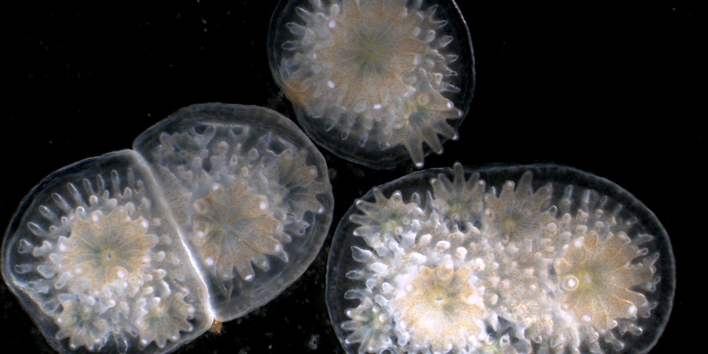 Aclathrata cryosperm