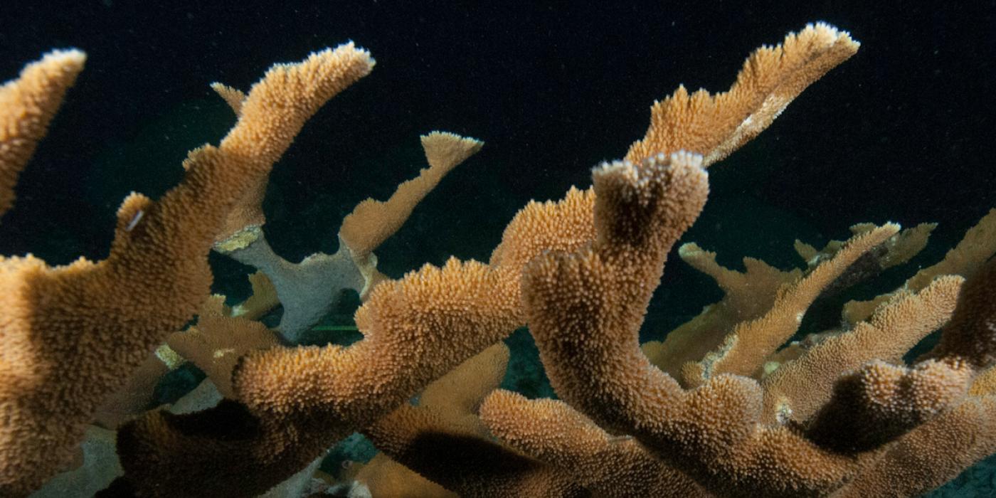 coral