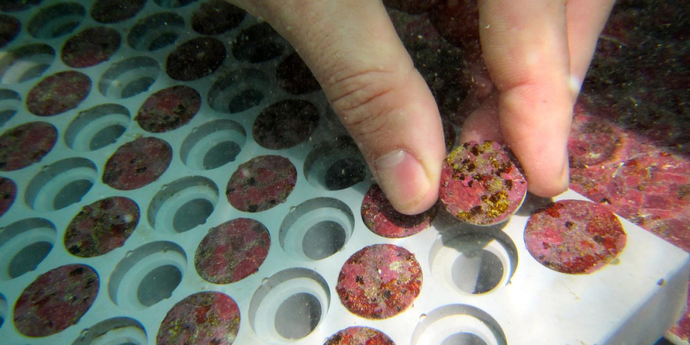 corals growing in lab