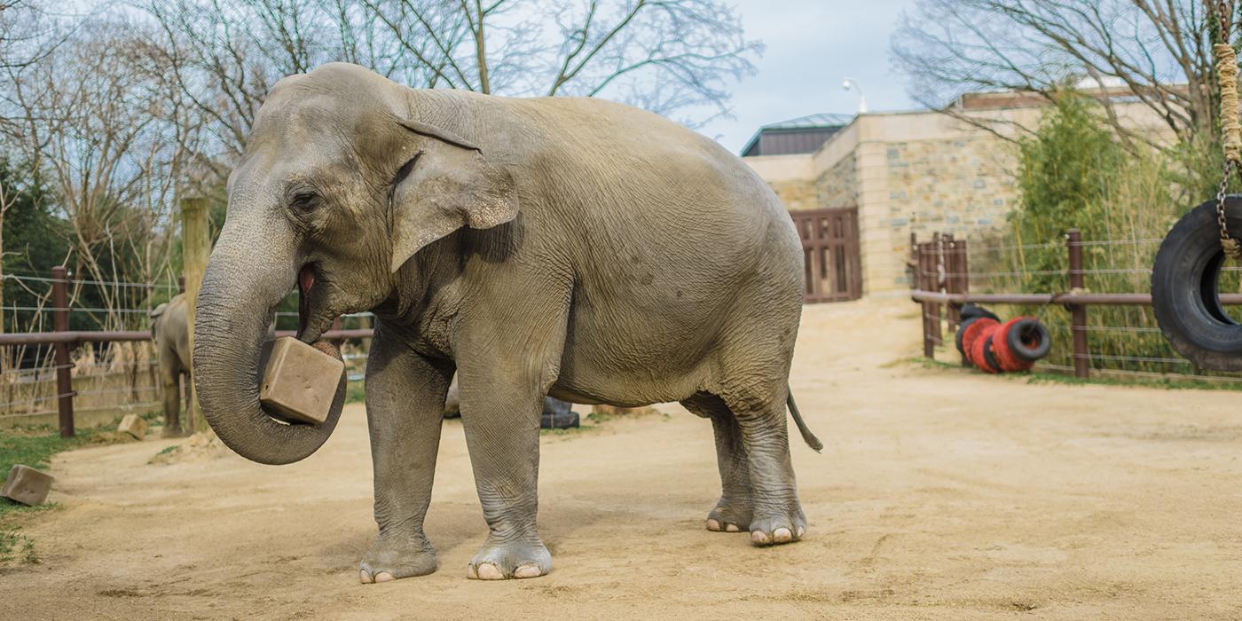 elephant holding block in the yard outside of the Elephant Community Center