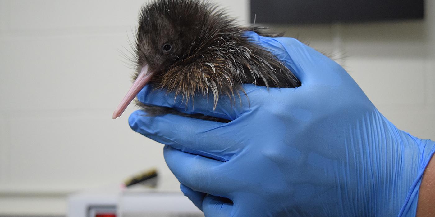 Kiwi baby held by scientist